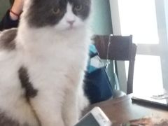 -李小姐の猫咖啡馆(五角场店)