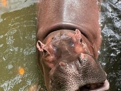 -海南热带野生动植物园