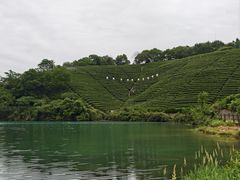 -龙坞茶村