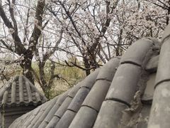 -桃花堤公园
