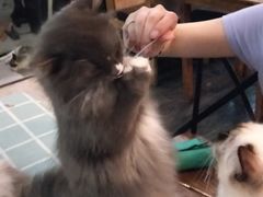 -吉丁鸟咖·异宠·寄养