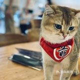 猫生百态·治愈时间·猫咖初体验