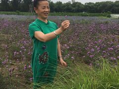 -北京东方普罗旺斯薰衣草庄园