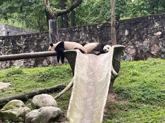 -都江堰中华大熊猫苑