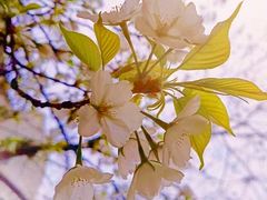 -南京外国语学校(仙林分校西区)