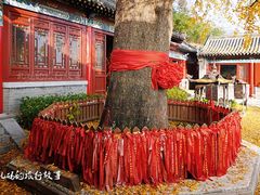 -竹子庵公园