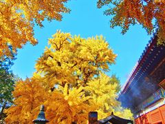 -红螺寺