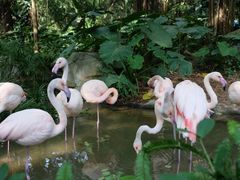 -广州长隆野生动物世界