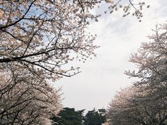 -武汉大学-樱园