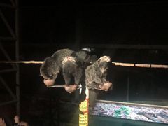 -清迈夜间动物园