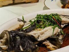 清蒸龙胆鱼-富黎华海鲜大酒楼(正大广场店)