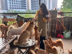 -柴犬高等学院·狗咖·柴犬售卖·宠物训练