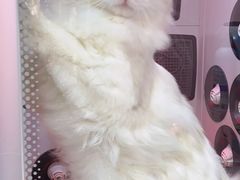 -FAELING PETS美天灵宠物(富力广场店)