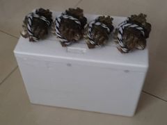 -小陆莲花蟹园农家乐(莲花岛店)