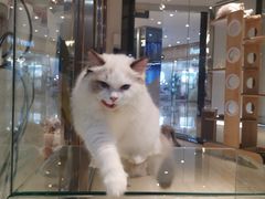 -momokira米努特·德文卷毛猫·棉花面纱犬