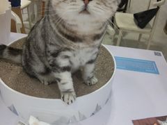 -喵的天空名猫咖啡馆·撸猫·猫舍·用品