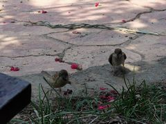 -武汉紫薇都市田园