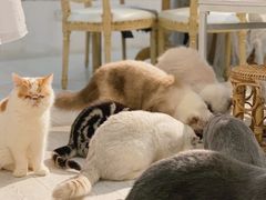 -共舞时光猫咖·狗咖(新街口店)