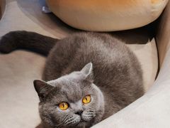 -啵啵喵·猫咖(攀华国际店)