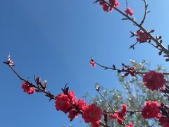 -桃花堤公园