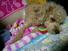 -瑞派福兴宠物医院犬猫全科·骨科·中西医结合(河东店)