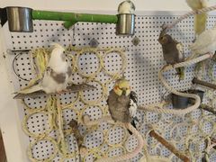 -吉丁鸟咖·异宠·寄养