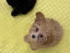 -有喵·猫咖·狗咖·30几只猫10只小狗(岗厦店)