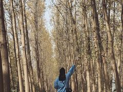 -合肥滨湖国家森林公园