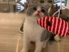 -飞行喵MR PILOT|猫舍·猫咖(静安大融城店)
