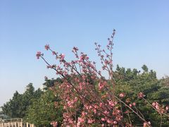 -台场海滨公园船码头