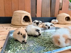 -杭州开元森泊度假乐园