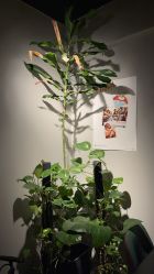 -极昼美黑24H日晒沙龙