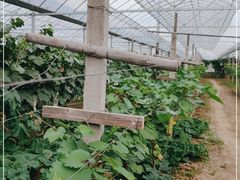 -马陆小张葡萄园农家乐