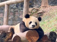 -都江堰中华大熊猫苑