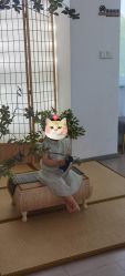-BabyA 专业婴童摄影(古北时尚广场店)
