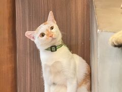 -Again Coffee Roaster(香蜜湖店)