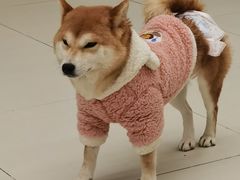 -怪兽屋·羊驼·猫咖·狗咖(俊华广场店)