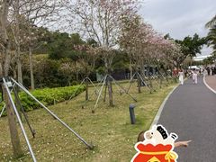 -野狸岛