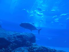 -迪拜水族馆及水下动物园