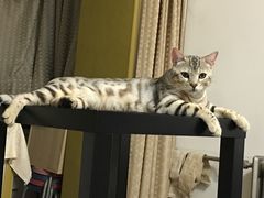 -纳吉亚猫专科动物医院博雅分院