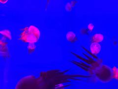 -左海海底世界