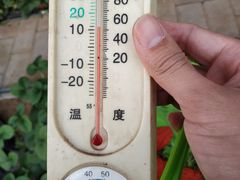 -大自然农场蔬菜草莓采摘园