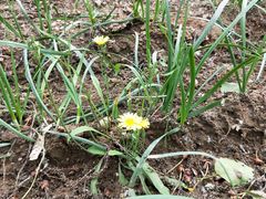 -荣德灶台鱼(圣泉寺店)