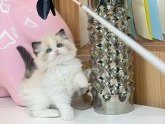 -猫十亿·布偶金渐层·曼基康矮脚猫舍(青年路店)