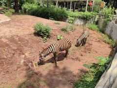 -海南热带野生动植物园