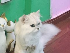 -李小姐の猫咖啡馆(五角场店)