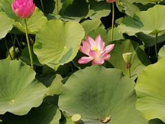 -羊亭河湿地公园