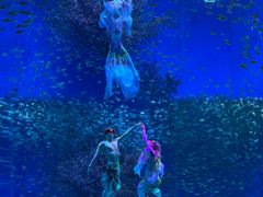 -合肥海洋世界