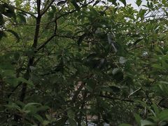 -故乡缘·香格里拉山庄(冷竹路店)
