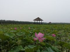 -西青郊野公园